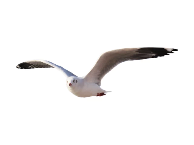 Local Businesses in Mossel Bay & Surrounds